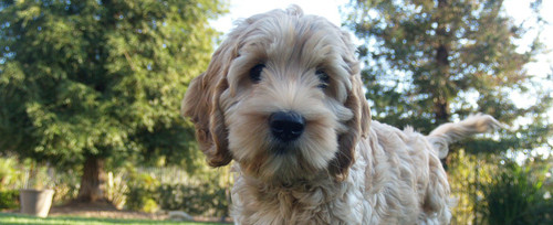 Buy Australian Labradoodles.jpg