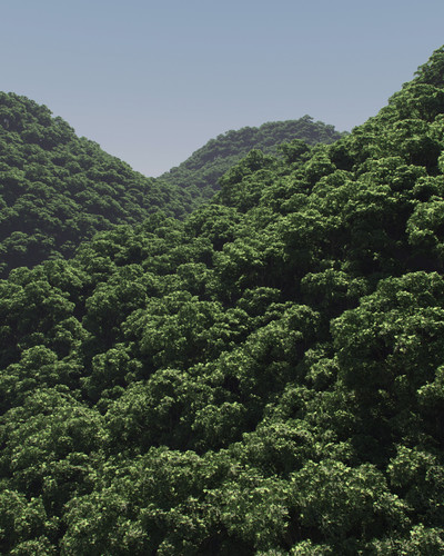 floresta.jpg