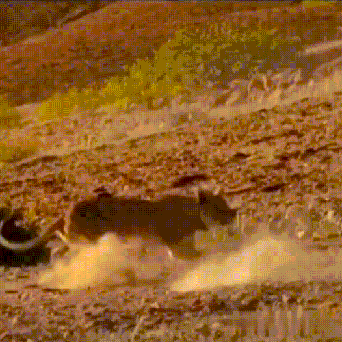 levjiraf.gif
