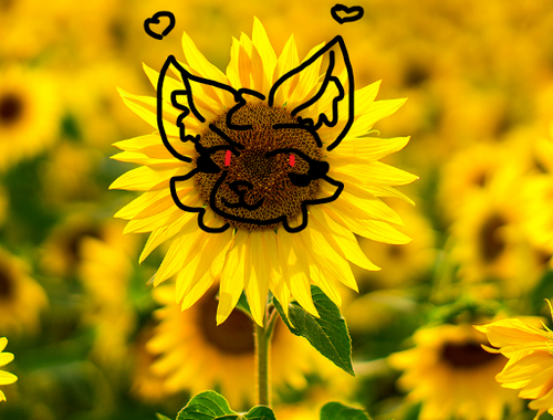 sunflowerr.png