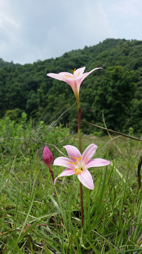 flower 3550926 1280.png