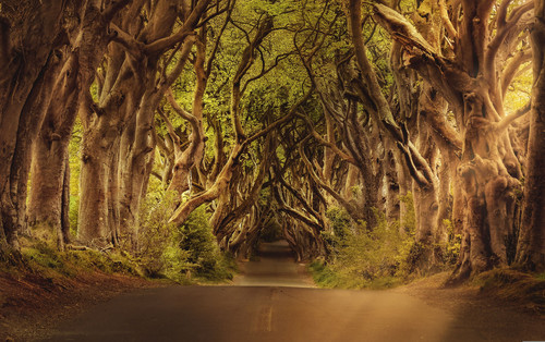 trees 3464777 min.jpg