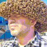 pcheli.gif