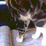 kot9.gif