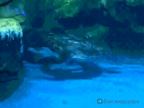 kroki.gif