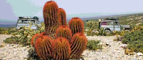 cactus.gif