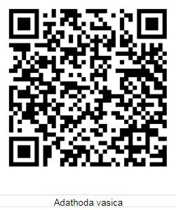 Adulsa QR.jpg