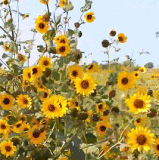 ncf47a2de.gif