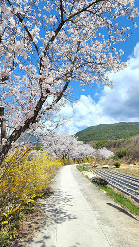 cherryblossom optimized.jpg