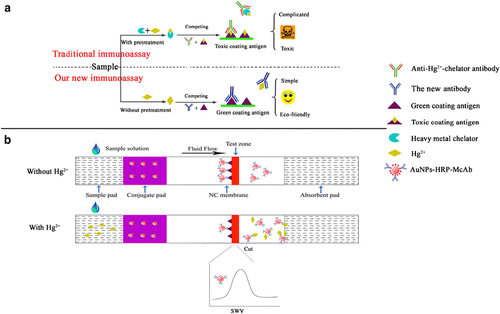 a Principle illustration of recognition of our new McAb coating antigen and Hg The.png