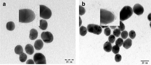 TEM images of the conjugated gold nanoparticles a AuNPs alone b McAb HRP AuNPs.png