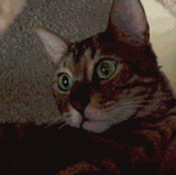 game 2.gif