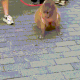 kapibara.gif