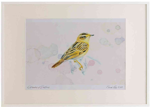 A2 aquatic warbler.jpg