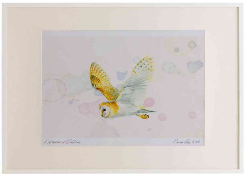 A2 barn owl inflight.jpg