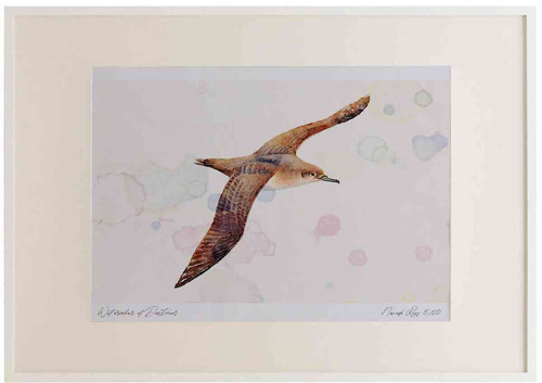 A2 balaeric shearwater