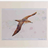 A2 balaeric shearwater