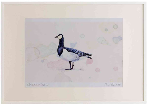 A2 barnacle goose adult