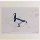 A2 barnacle goose adult