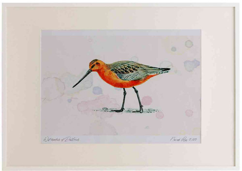 A2 bar tailed godwit male.jpg