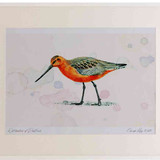A2 bar tailed godwit male