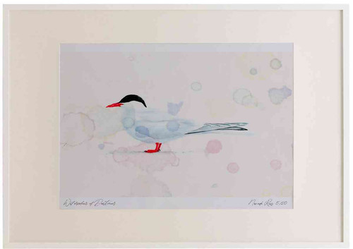 A2 arctic tern.jpg