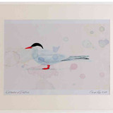 A2 arctic tern