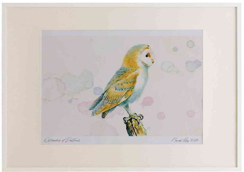 A2 barn owl.jpg