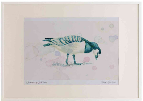A2 barnacle goose juvenile