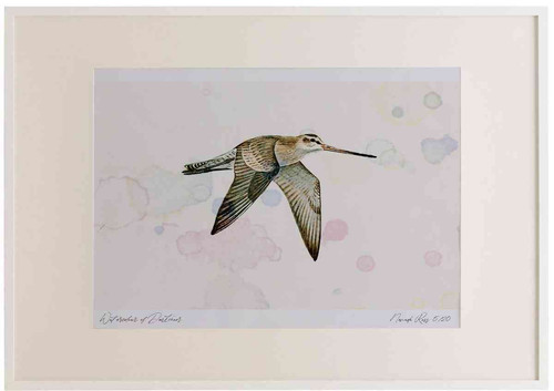 A2 bar tailed godwit winter inflight.jpg