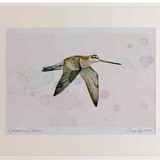 A2 bar tailed godwit winter inflight