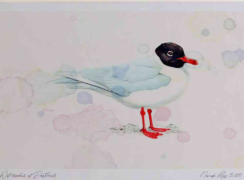 A4 meditteranean gull adult breeding plumage.jpg