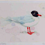 A4 meditteranean gull adult breeding plumage