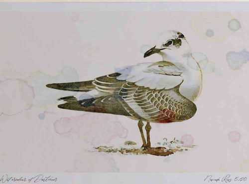 A4 meditteranean gull firstwinter.jpg