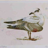 A4 meditteranean gull firstwinter