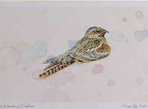 A4 nightjar male.jpg