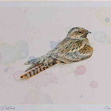 A4 nightjar male