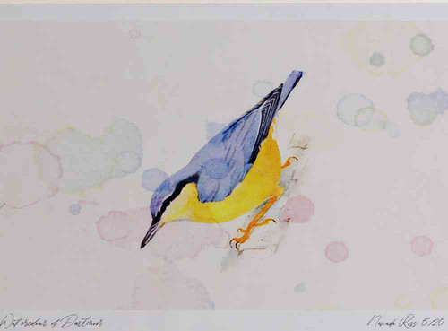 A4 nuthatch.jpg