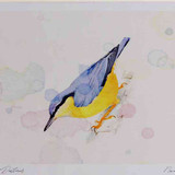 A4 nuthatch