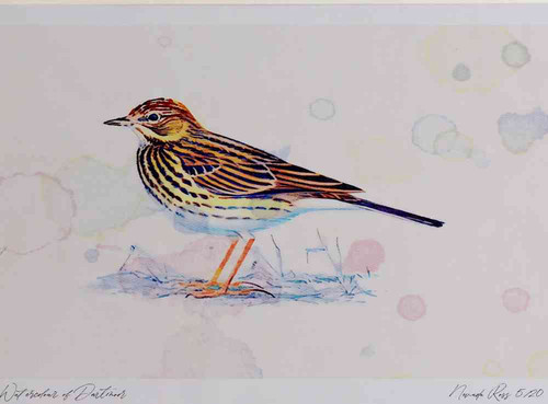 A4 meadow pipit.jpg