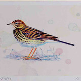 A4 meadow pipit