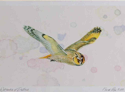 A4 long eared owl inflight
