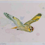 A4 long eared owl inflight
