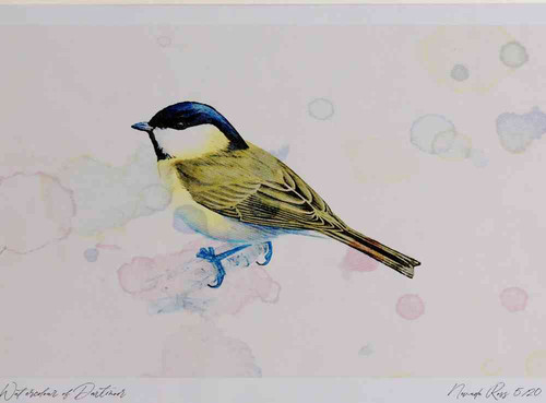 A4 marsh tit.jpg