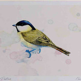 A4 marsh tit