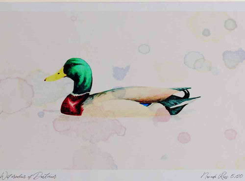 A4 mallard male.jpg