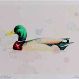 A4 mallard male