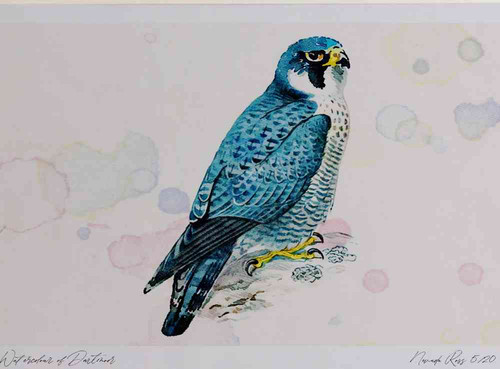 A4 peregrine adult.jpg