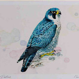 A4 peregrine adult