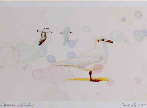 A4 meditteranean gull winter.jpg